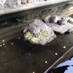 旬川料理　なかむら - 池の亀♪