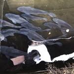 旬川料理　なかむら - 池の鯉♪