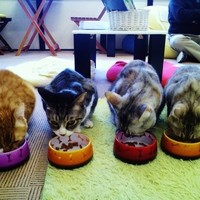 あいきゃっと 仙台店 広瀬通 その他 食べログ あいきゃっと 仙台店 広瀬通 その他 食べログ