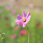 うなぎの美鶴 - 