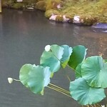 あさば - はすのみ