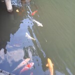 あさば - 食いしん坊な鯉たち(笑)