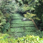 滝口わさび園 - 