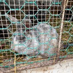 カントリーホーム 風景 - うさぎ