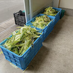 八紘学園 農産物直売所 - 【2022年09月】とうもろこしの購入後の皮、すごい量です(^^)