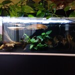 AQUA DINING CAFE 瓢黎 - 小部屋の水槽にも　食用ではありません。