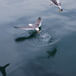 漁港めし - 海ではカモメさんがおこぼれ待ちです