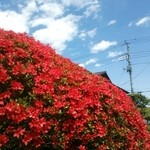 本格手打そば　本家　原 - さつきと青空
      