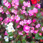 うなぎ亭 友栄 - 綺麗な花壇の花