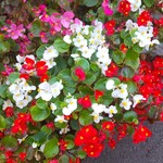 うなぎ亭 友栄 - 綺麗な花壇の花