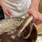 てんぷら 一心 - 穴子は奥の生簀から網で取って来て、先ずはご対面タイムです。（笑）