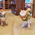 鎌倉乃豆柴カフェ - 