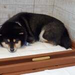 鎌倉乃豆柴カフェ - 