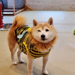 鎌倉乃豆柴カフェ - 