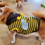 鎌倉乃豆柴カフェ - 