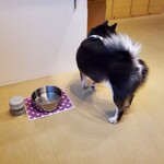 鎌倉乃豆柴カフェ - 