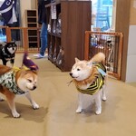 鎌倉乃豆柴カフェ - 