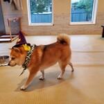 鎌倉乃豆柴カフェ - 