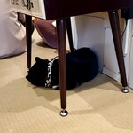 鎌倉乃豆柴カフェ - 