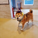 鎌倉乃豆柴カフェ - 