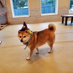 鎌倉乃豆柴カフェ - 