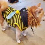 鎌倉乃豆柴カフェ - 