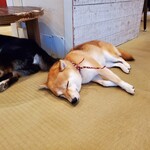 鎌倉乃豆柴カフェ - 