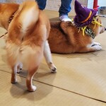 鎌倉乃豆柴カフェ - 