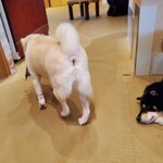 鎌倉乃豆柴カフェ - 