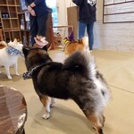 鎌倉乃豆柴カフェ - 