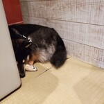 鎌倉乃豆柴カフェ - 