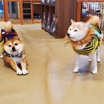 鎌倉乃豆柴カフェ - 