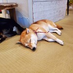 鎌倉乃豆柴カフェ - 