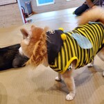 鎌倉乃豆柴カフェ - 