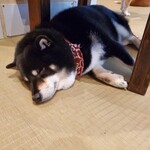 鎌倉乃豆柴カフェ - 