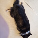 鎌倉乃豆柴カフェ - 