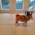 鎌倉乃豆柴カフェ - 