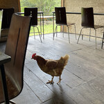 朔 - 放し飼いのニワトリがテクテク（笑）