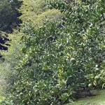 朔 - スダチでしょうか