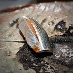 たかおか - 三番瀬偏愛のオババ。シンコを逃してしまった(TT)