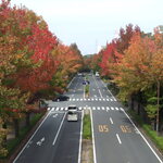 郷林 - 上之根大通り