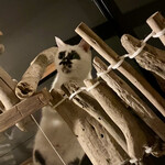 マディキャット - ではなくてミチルちゃん。