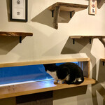 マディキャット - 一太郎くん。