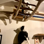 マディキャット - 絡み中。