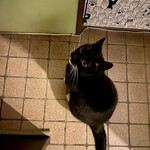 マディキャット - タビ子さん。