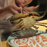 日本料理FUJI - ドウマンガニ