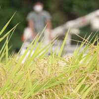 従来品種コシヒカリとは