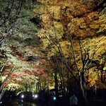 函館ダイニング雅家 - 夜の 香雪園     夜の紅葉の 回廊