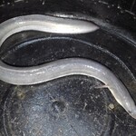 うなぎつり 大阪屋 - 