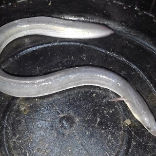 うなぎつり 大阪屋_1